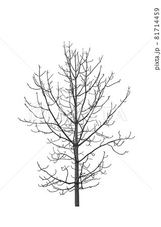 Dry tree branch isolated on white background. Dry tree branch isolated on white background. 81714459