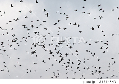 鳥の群れ 81714543