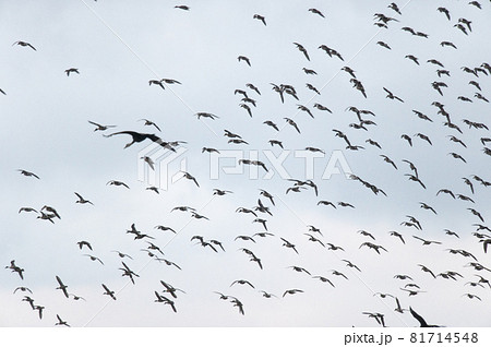 鳥の群れ 81714548