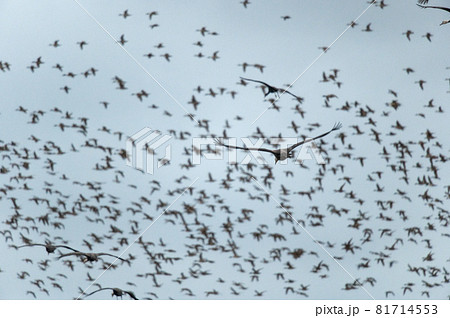 鳥の群れ 81714553