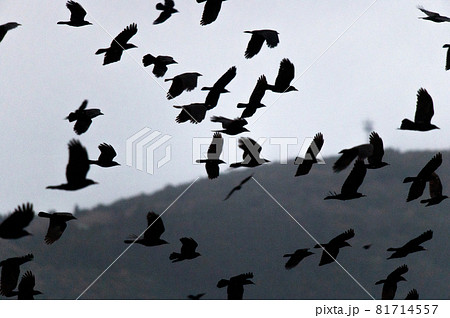 鳥の群れ 鳥の群れ 81714557