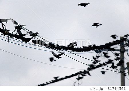 鳥の群れ 鳥の群れ 81714561