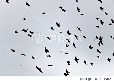 鳥の群れ 鳥の群れ 81714562