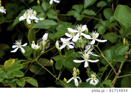 センニンソウ センニンソウ 81714834