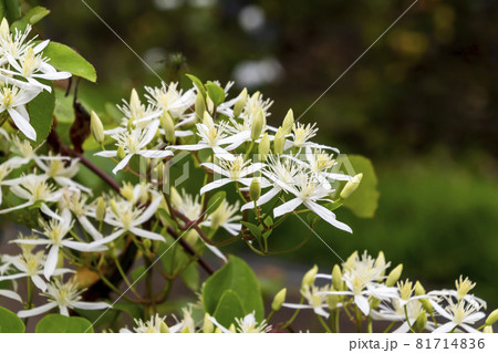 センニンソウ センニンソウ 81714836