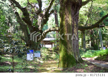 籾木八幡神社・大木の参道 81715131