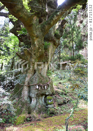 籾木八幡神社・神木 81715132