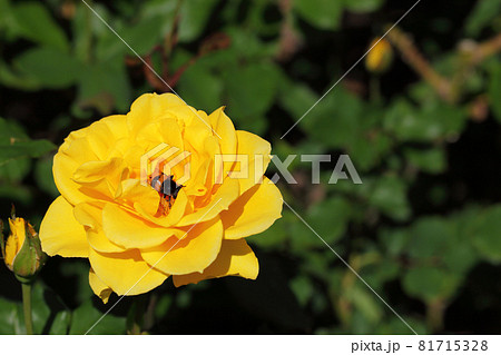 ヘンリーフォンダ・バラの花とハチ ヘンリーフォンダ・バラの花とハチ 81715328