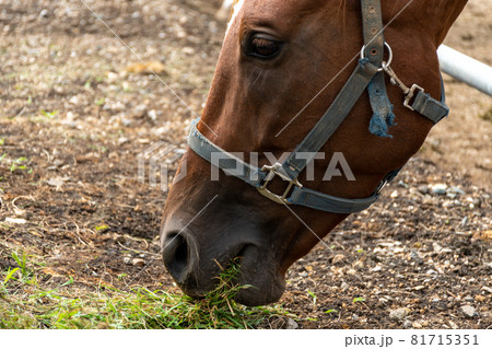 牧場の馬が草を食べている顔をクローズアップ 牧場の馬が草を食べている顔をクローズアップ 81715351