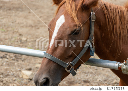 飼育された茶色の馬が柵から顔を出す　馬の顔のクローズアップ 81715353
