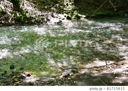 黒岳原生林の渓流 81715615