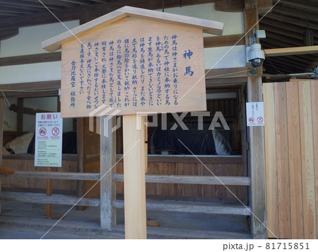 神馬_讃岐金刀比羅宮 神馬_讃岐金刀比羅宮 81715851