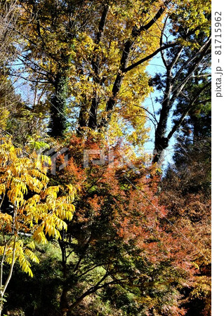 森の紅葉 【相模原市津久井 12月】 森の紅葉 【相模原市津久井 12月】 81715962