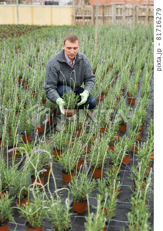 Florist arranging pots with blooming lavender Florist arranging pots with blooming lavender 81716279