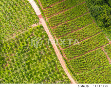 mixed plantation aerial view of the plowed field green nature agricultural farm background, top view ginger tree from above of crops in green, Bird's eye view harvest ginger plant farm orchard fruit 81716450