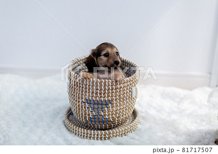 仔犬　カニンヘンダックスフンド 81717507