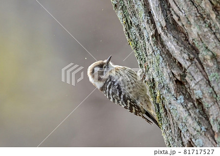 好物の虫を一生懸命探すコゲラ 81717527