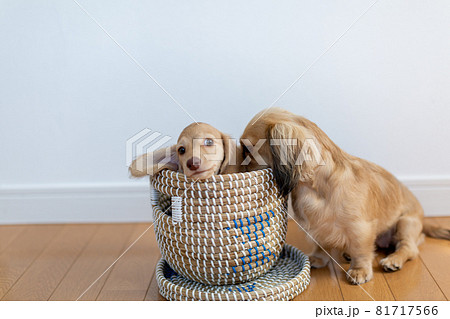 仔犬　カニンヘンダックスフンド　親子 81717566