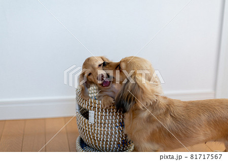 仔犬 カニンヘンダックスフンド 親子 仔犬 カニンヘンダックスフンド 親子 81717567