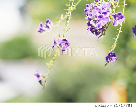 デュランタ　タイワンレンギョウ 81717791