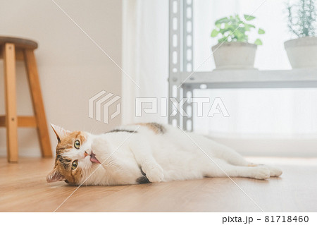 室内で植物と戯れる三毛猫 81718460