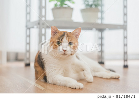 室内で植物と戯れる三毛猫 81718471