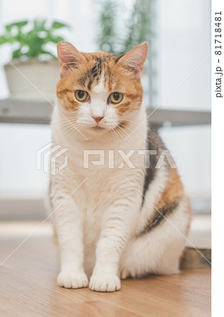 室内で植物と戯れる三毛猫 81718481