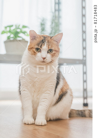 室内で植物と戯れる三毛猫 81718483