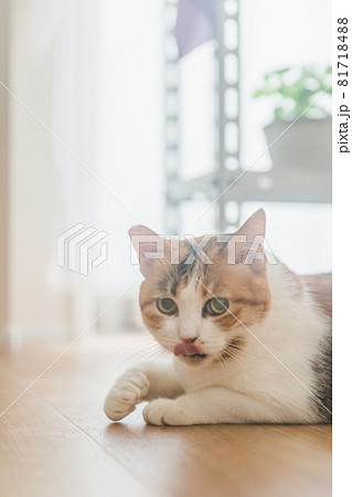 室内で植物と戯れる三毛猫 81718488