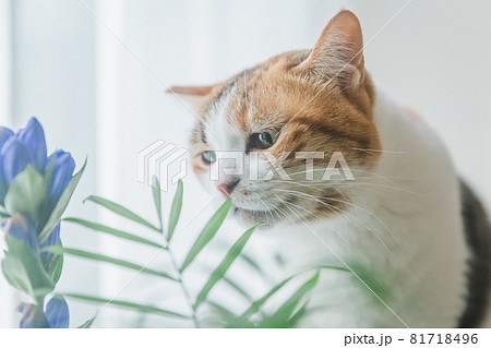 室内で植物と戯れる三毛猫 室内で植物と戯れる三毛猫 81718496