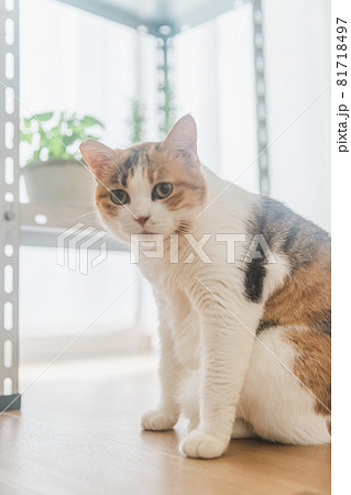 室内で植物と戯れる三毛猫 室内で植物と戯れる三毛猫 81718497