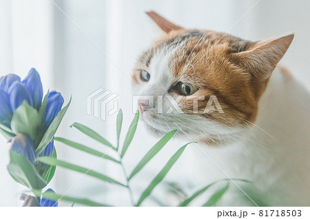 室内で植物と戯れる三毛猫 室内で植物と戯れる三毛猫 81718503