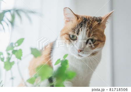室内で植物と戯れる三毛猫 室内で植物と戯れる三毛猫 81718506