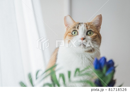 室内で植物と戯れる三毛猫 81718526