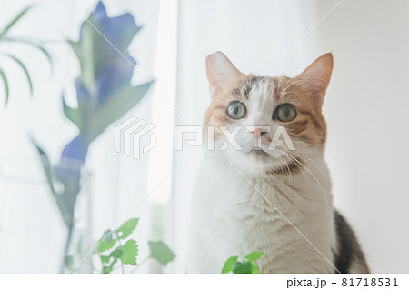 室内で植物と戯れる三毛猫 室内で植物と戯れる三毛猫 81718531
