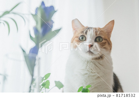 室内で植物と戯れる三毛猫 室内で植物と戯れる三毛猫 81718532