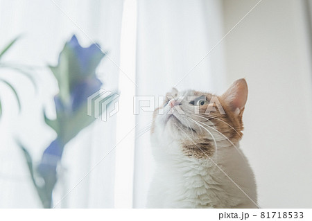 室内で植物と戯れる三毛猫 室内で植物と戯れる三毛猫 81718533