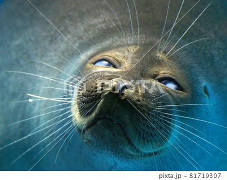 アザラシイメージ (三重) 81719307