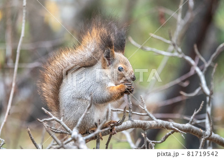 The squirrel sits on a branches in the winter or autumn The squirrel sits on a branches in the winter or autumn 81719542