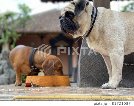 天気の下でご飯を食べるダックスフンドとパグ 81721087