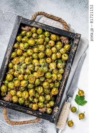 Fresh green gooseberries, Growing Organic Berries. White background. Top view 81721152
