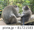毛繕いする二匹の仲良し猿 81721583