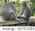バリ島の二匹の仲良し猿 81721584