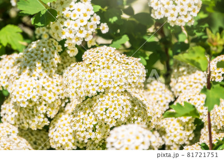 flowering hawthorn bushes in Spring. Delicate white flowers on a branch with juicy green leaves close-up. flowering hawthorn bushes in Spring. Delicate white flowers on a branch with juicy green leaves close-up. 81721751