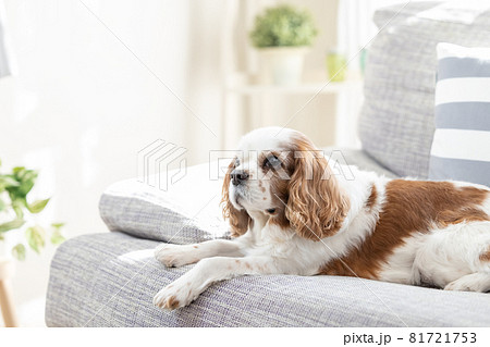 ソファーで寛ぐ犬 81721753