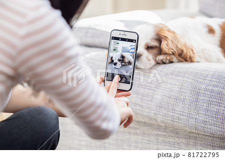 スマホで犬の写真を撮る女性 81722795