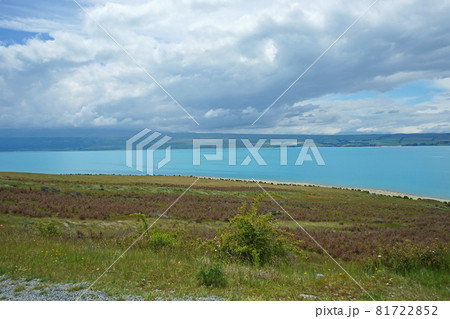 ニュージーランド　プカキ湖 81722852