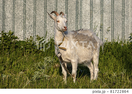 Goat on green summer meadow. Side view. Goat on green summer meadow. Side view. 81722864