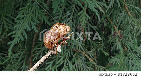 Cicada Bug Exoskeleton 81723052