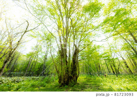 朧げな森の神様 朧げな森の神様 81723093